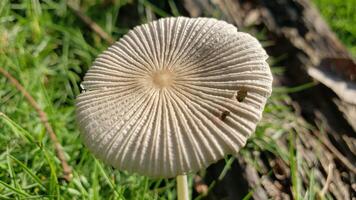 A Close-Up of a White Mushroom with a Radial Pattern photo