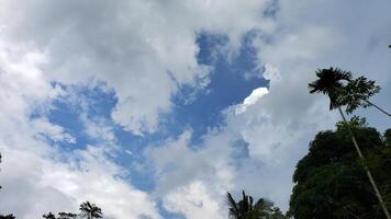Blue Sky with White Clouds and Silhouetted Palm Trees photo