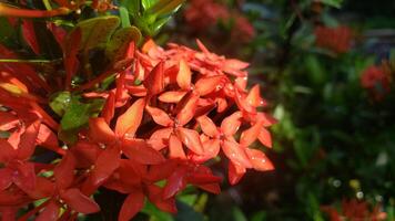 A Close-Up View of Vibrant Red Flowers with Dew Drops photo
