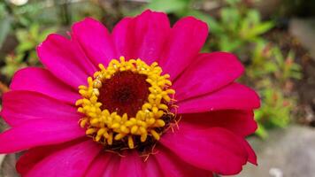 Close-up of a vibrant pink zinnia flower with a yellow center photo