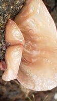 Close-up of a Pale-colored Mushroom Growing on Bark photo