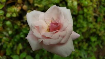 A Delicate Pink Rose with a Blurred Green Background photo