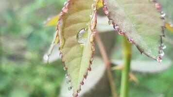 Dew Drops on a Rose Leaf with Red Edges photo