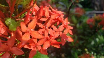 Close-up of Vibrant Red Flowers with Dewdrops photo