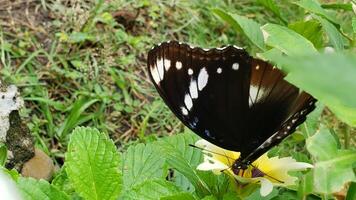 Black and White Butterfly Feeding on a Yellow Flower photo