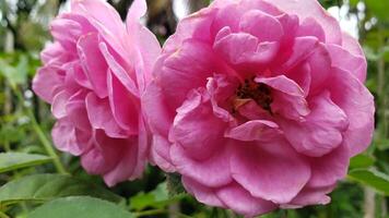 Close-up of a Delicate Pink Rose Blossom photo