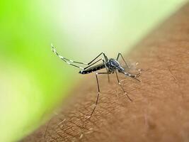 A close-up of a mosquito as it lands on human skin. The image vividly shows the insect's features and highlights the potential for disease transmission, set against a vibrant green background. photo