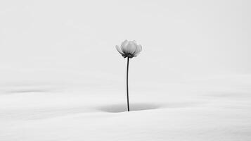 A single flower is standing in the middle of the snow photo