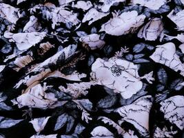A series of abstract multi-colored rose flower patterns in medium color, rose material fabric solid photo