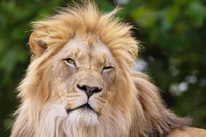 close-up image of a lion's head. expression is calm and majestic photo