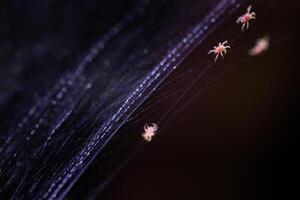 Tetranychus urticae red spider mite or two-spotted spider mite photo
