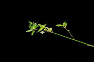 a single stem of grass with a flower on it photo