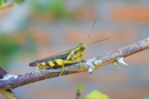 a grasshopper is sitting on a branch photo