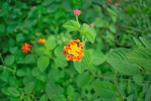 a small orange and yellow flower in the middle of green leaves photo