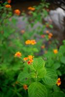 a small orange and yellow flower in the middle of green leaves photo