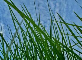 a close up view of tall grass against a blue sky photo