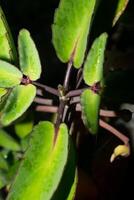 a plant with green leaves and dark green stems photo