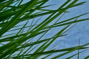 a close up view of tall grass against a blue sky photo