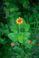 a small orange and yellow flower in the middle of green leaves photo