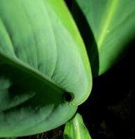 a close up of a large green leaf photo