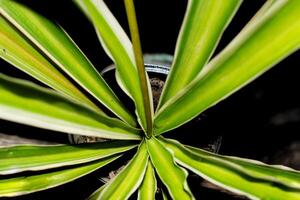 un cerca arriba de un planta con verde hojas foto