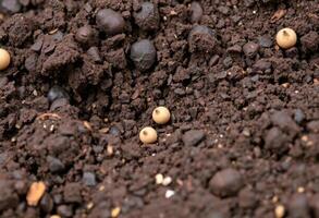 Soil with seeds and dirt photo