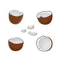 Coconut broken into several pieces showing inner flesh and shell clearly at various angles. Isolated illustration. vector