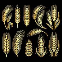 Golden wheat on black background vector