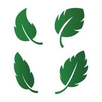 Fresh green leaves illustration on a white background vector