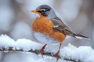 A bird is perched on a branch photo