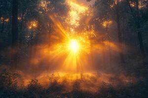 The sun shines through the trees in a forest photo