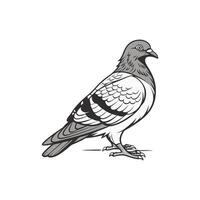 A black and white drawing of a pigeon , art vector