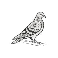 A black and white drawing of a pigeon art vector