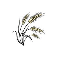 A wheat field with ears of wheat vector