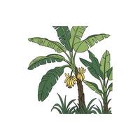 Banana tree with bananas vector