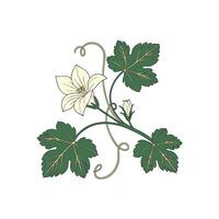 A flower with leaves and a vine vector