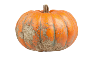 Unique orange pumpkin with distinct texture and color variations, perfect for autumn decorations and Halloween themes png