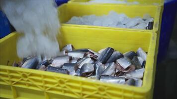Process and production line in canned fish factory video