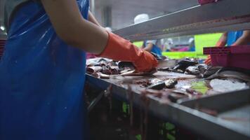 Process and production line in canned fish factory video