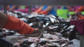 Process and production line in canned fish factory video