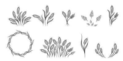 Hand drawn sketch of wheat ears. Set of design elements. vector