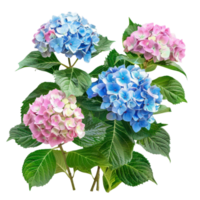 A close-up of a hydrangea bush with pink and blue flowers and green leaves. png
