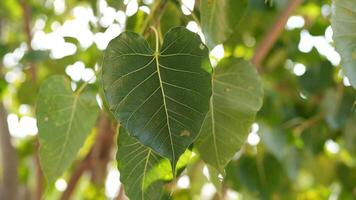 Heart-Shaped Leaves Against a Softly Blurred Green Background photo