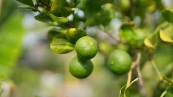 Fresh Green Limes on Tree Branch in Natural Garden Setting photo