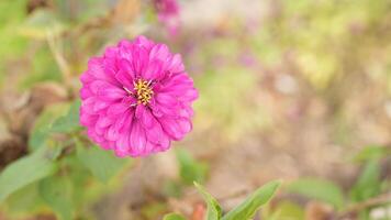 Bright Pink Flower with Soft Petals in Natural Environment photo