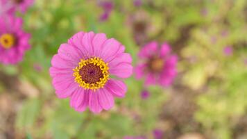 Vibrant Pink Flower with Yellow Center in Natural Green Background photo