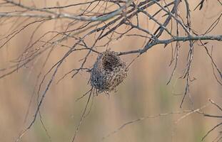 Bird Nest Hanging in a Tree photo