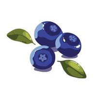 illustration of three blueberries with small leaves in flat style, in a summer mood vector