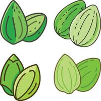 fresh green almond high-quality bundle set ideal for menus, food and fruit concepts illustration. vector