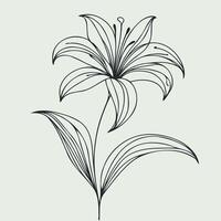 A black and white drawing of a lily, Lily flower and leaf hand drawn botanical illustration with line art on white background vector